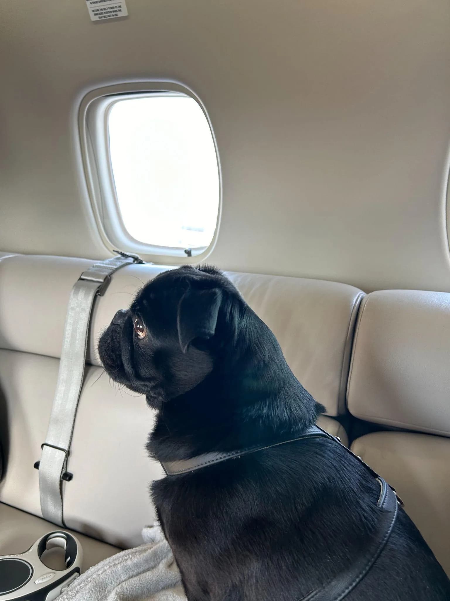 A black pug sits harnessed on the bench seat of a private jet, looking out of the cabin window