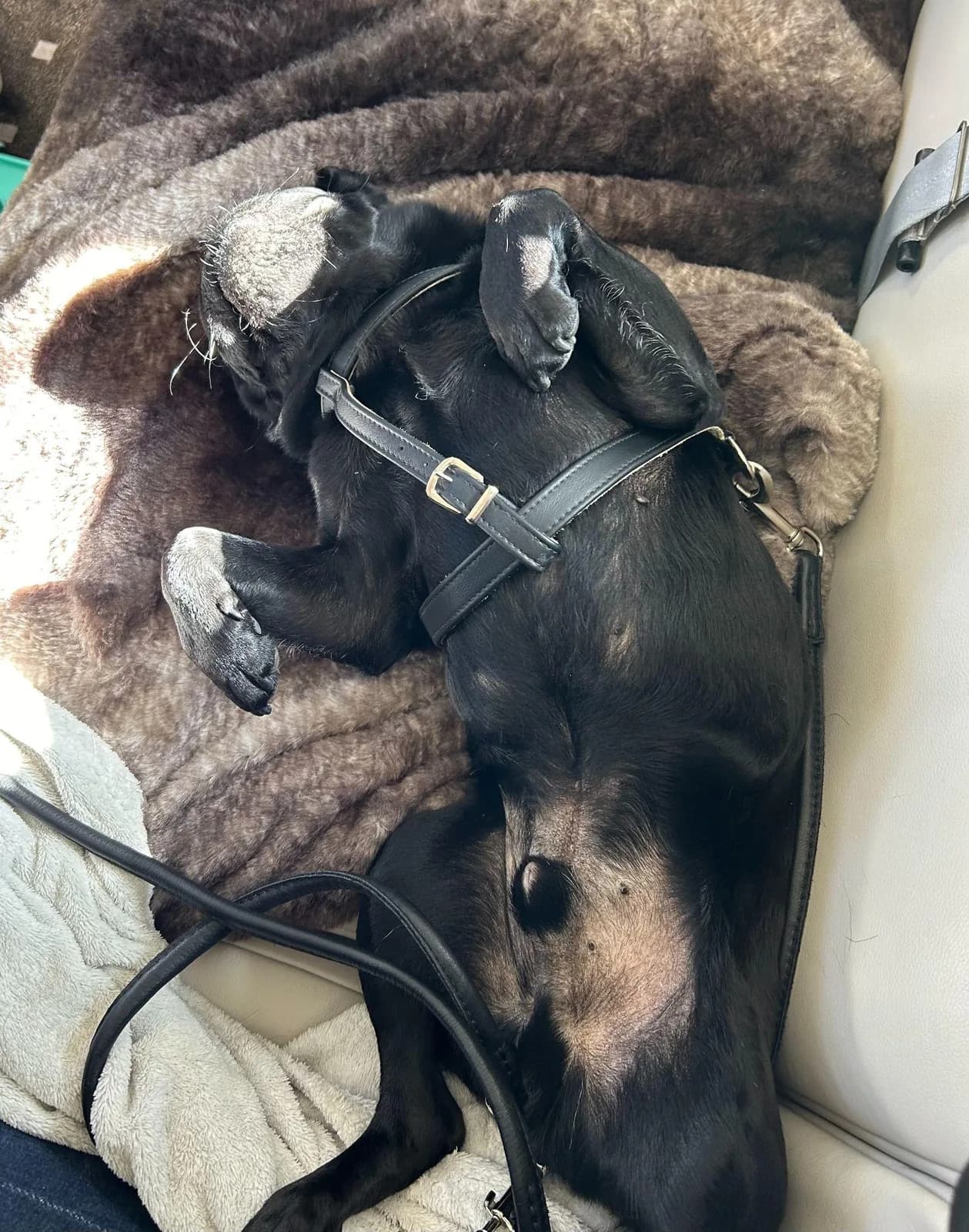 A black pug asleep, stretched out on his back on a blanket inside the private jet