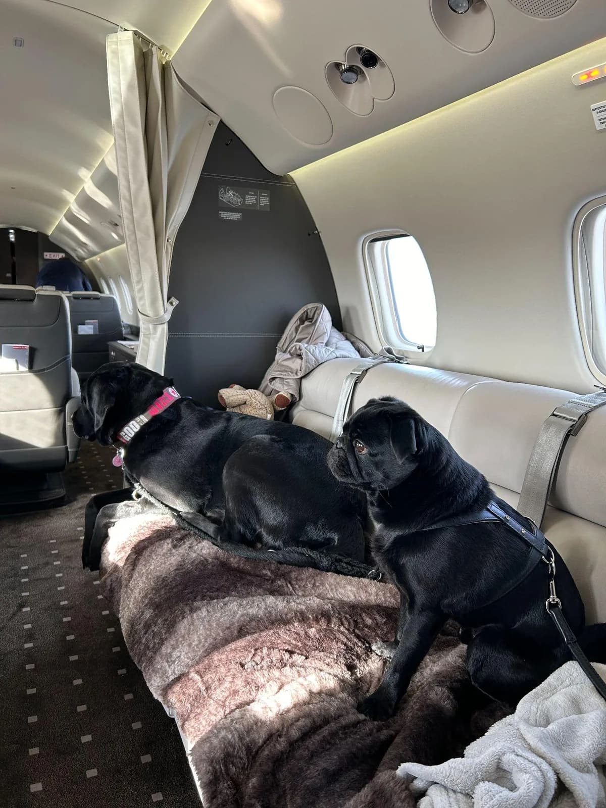 Ein schwarzer Labrador und ein schwarzer Mops liegen gemeinsam auf einer Felldecke in der Flugzeugkabine
