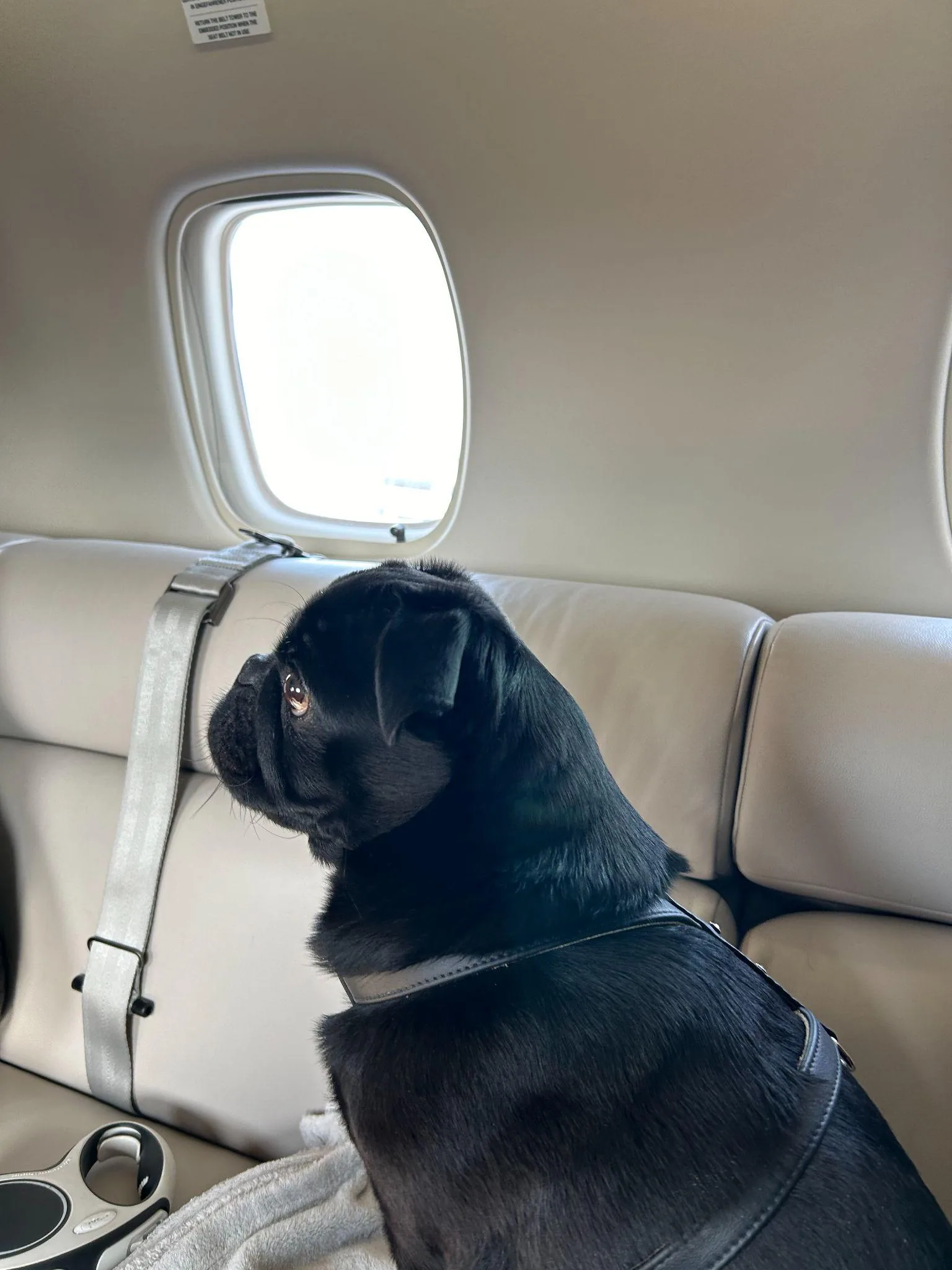A black pug sits harnessed on the bench seat of a private jet, looking out of the cabin window